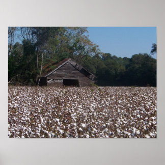 Póster Algodão alto