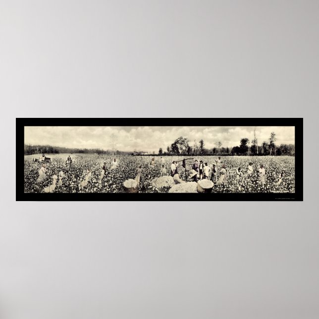 Póster Algodão Bilhão de Dólares Foto 1915 (Frente)