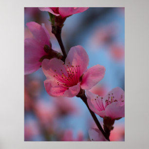 Póster algodão doce