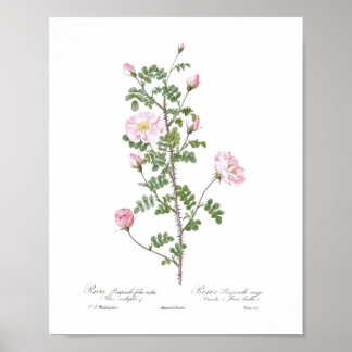 Poster Algodão Girly Flower rosa claro