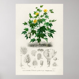 Poster Algodão Sea Island (gossypium vitifolium)