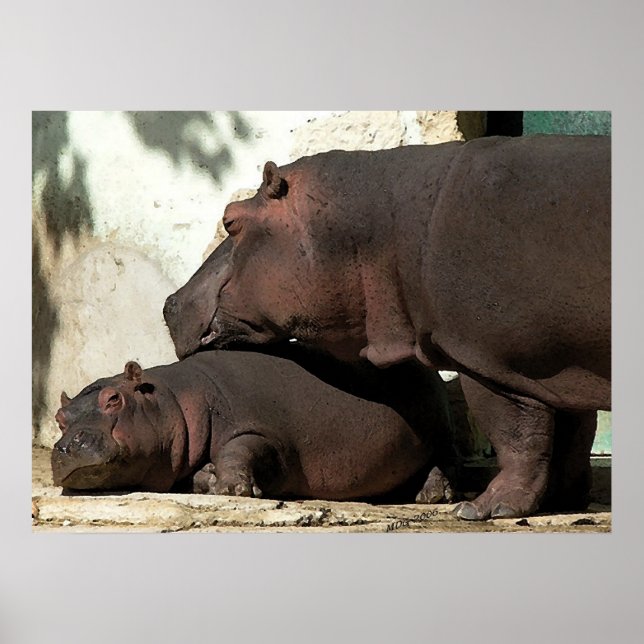 Poster Alguém Que Me Assista O Retrato Hippopotâmico (Frente)
