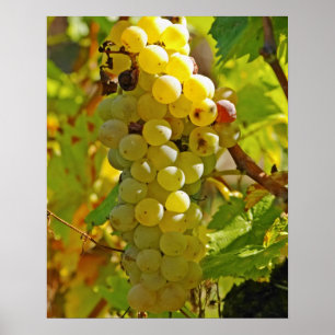 Poster Algumas Chasselas na vinha - plantadas há muito
