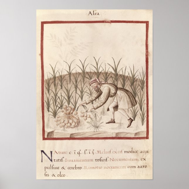 Póster Alho de colheita (Frente)