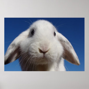 Póster Alice - White Lop Rabbit