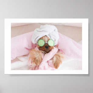 Poster aliciamento de cães/poster de spa de cão