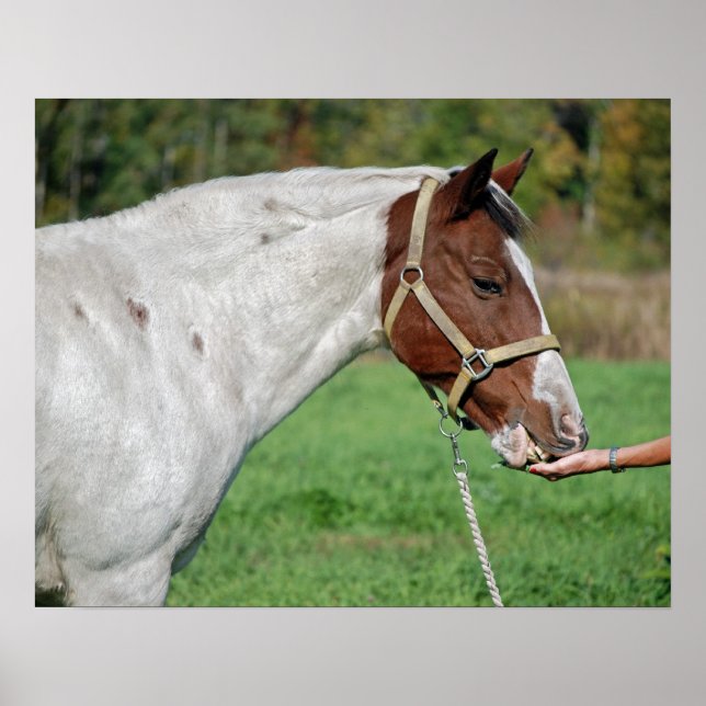 Poster Alimentação de cavalos (Frente)