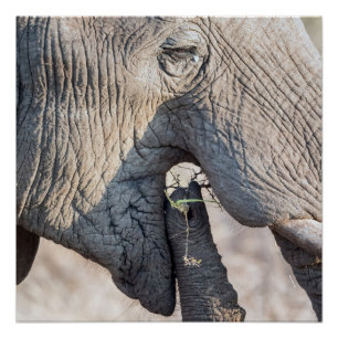 Póster Alimentação elefante