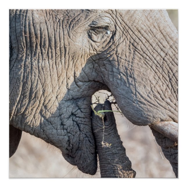 Póster Alimentação elefante (Frente)