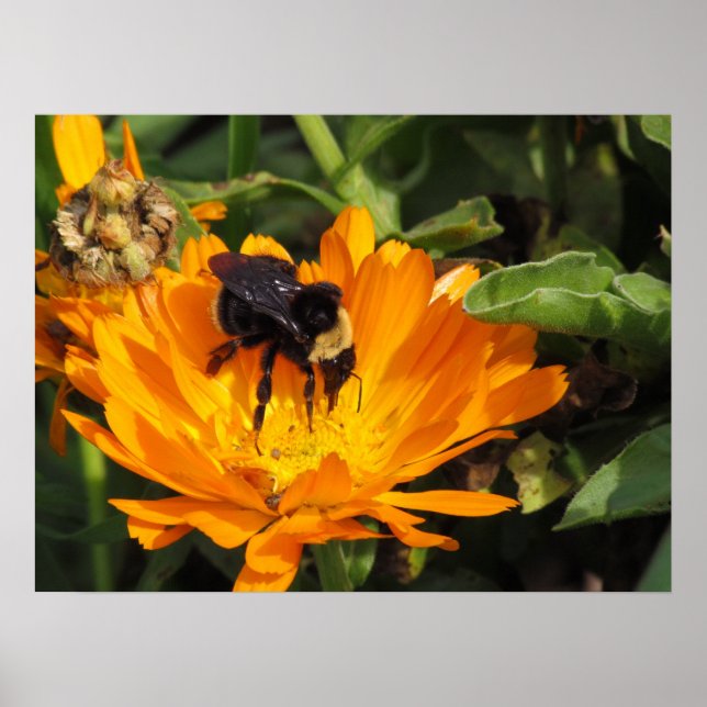 Poster - Alimentação no Calendário (Frente)