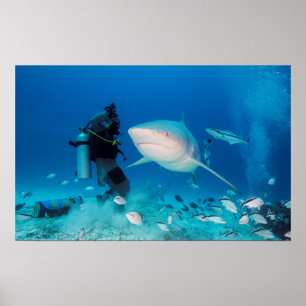 Póster Alimentando a Bull