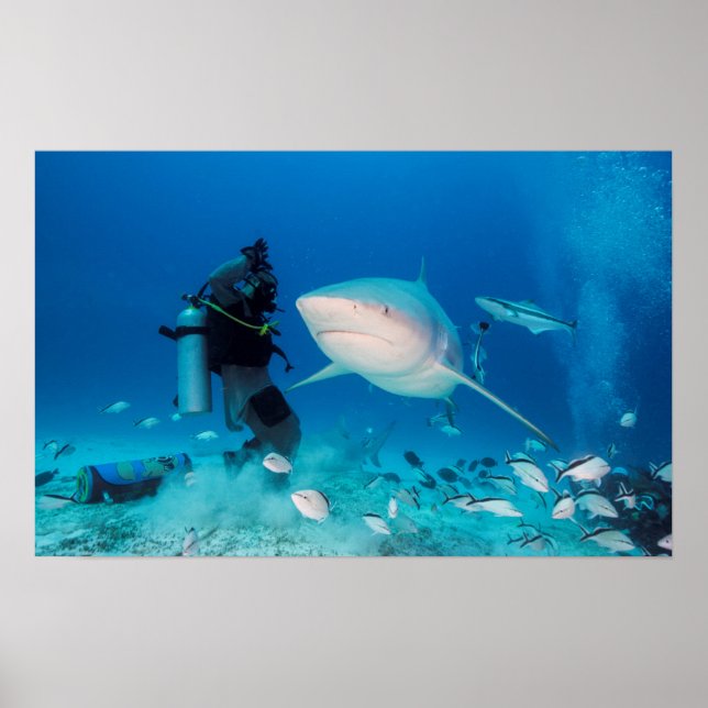 Póster Alimentando O Touro (Frente)