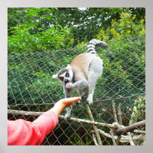 Poster Alimentando um lemur