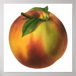 Póster Alimento Antigo Fruta, Pêssego Orgânico Maduro com