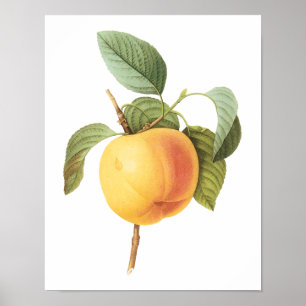 Póster Alimento de Fruta Antiga, Maçã Calville por Redout