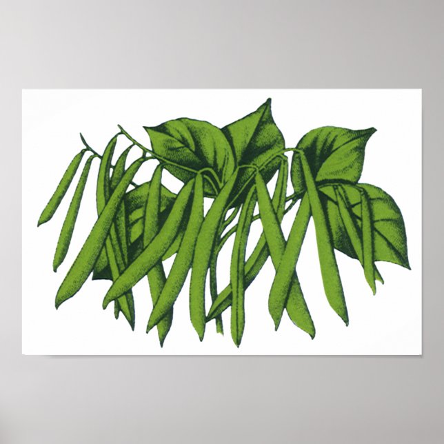 Póster Alimentos Antigos, Legumes Feijão Verde Orgânico (Frente)