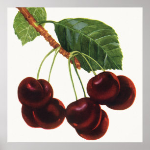 Poster Alimentos de Frutas Antigas, Cerejas Maduras de um