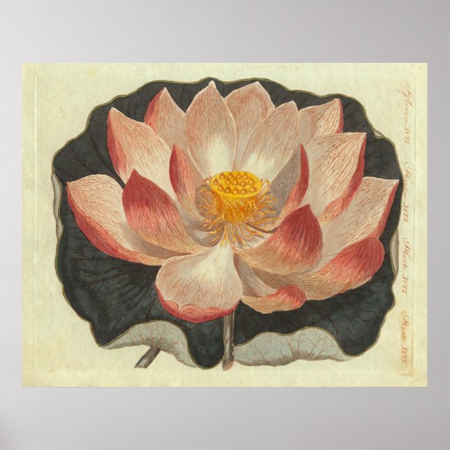 Poster Alinhamento Antiquado de Lily Água, Flor de Lotus (Frente)