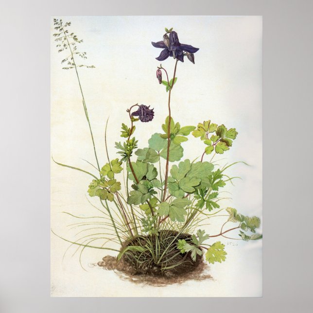 Poster Alkelei-Blume - Albrecht Durer - c1500 (Frente)