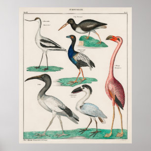 Poster Allgemeine Naturgeschichte de Oken