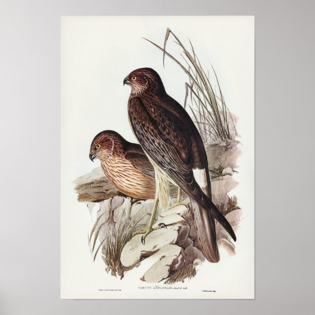 Poster Allied Harrier por Elizabeth Gould (Frente)