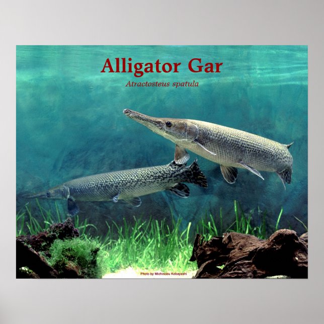 Póster Alligator の ポ ス タ ー (Frente)