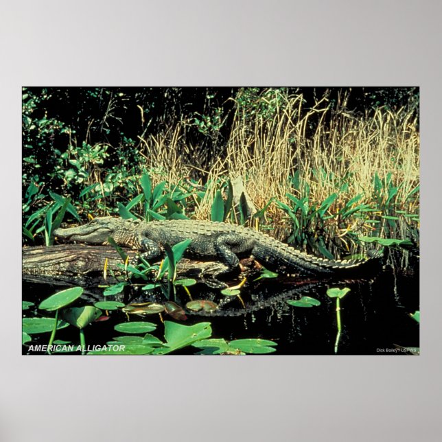 Poster Alligator americano (Frente)