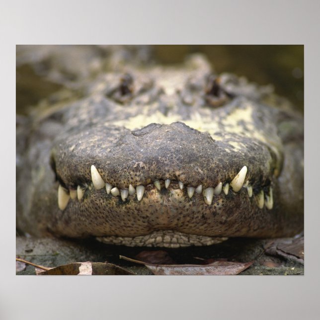 Póster Alligator americano (Frente)