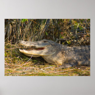 Poster Alligator, Canaveral National Seashore, Florida