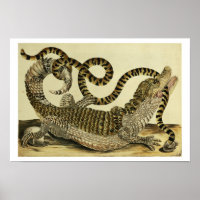 Alligator e Cobra, 1730 (gravação colorida)