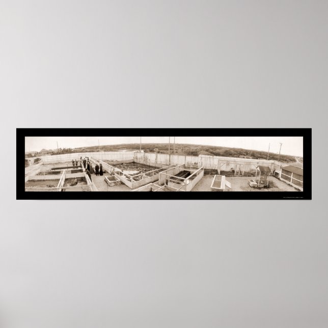 Póster Alligator Fazenda Florida Photo 1910 (Frente)