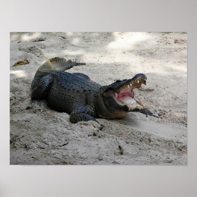 Poster Alligator, Fort Lauderdale, Florida (Frente)