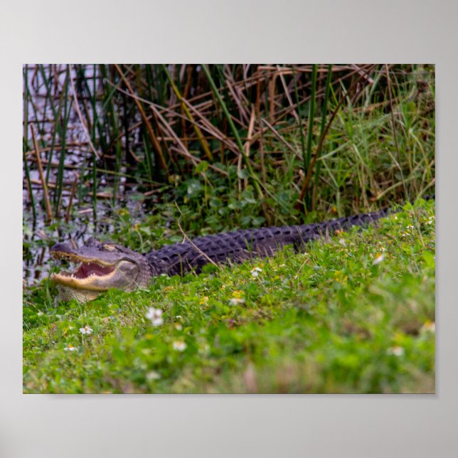 Poster Alligator Grass Viera Wetlands Flórida (Frente)