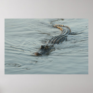 Póster Alligator in the Water