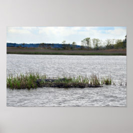 Póster Alligator na Ilha Bear, Carolina do Sul