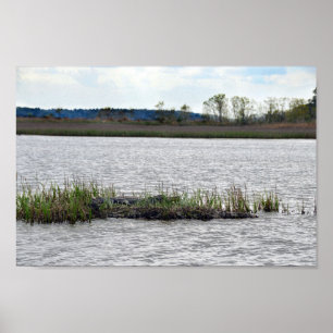 Póster Alligator na Ilha Bear, Carolina do Sul