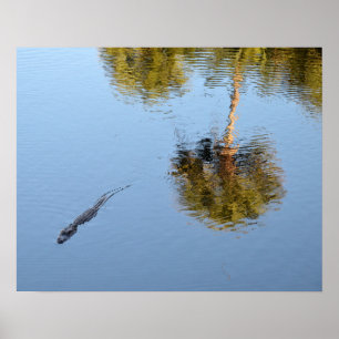Poster Alligator Nadando em um Lago da Carolina do Sul