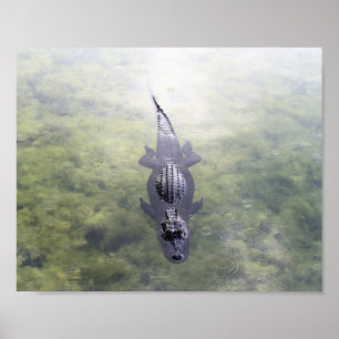 Poster Alligator no Buraco Azul, Big Pine Key, Flórida