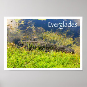 Póster Alligator no Parque Nacional de Everglades, Flóri
