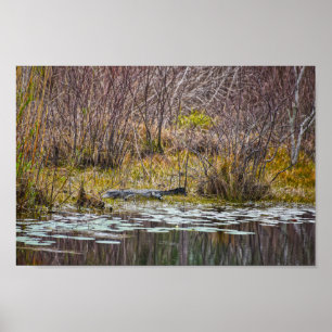 Poster Alligator Sunning no Lago Galliard, Ilha de Dauphi