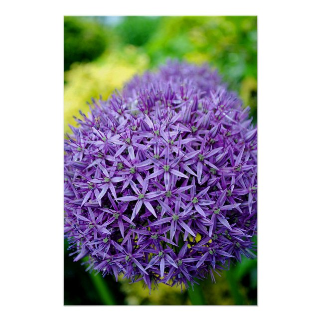 Póster Allium Hollandicum Purple Summer Flowers (Frente)