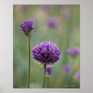 Póster Alliums roxos com fundo difundido natural