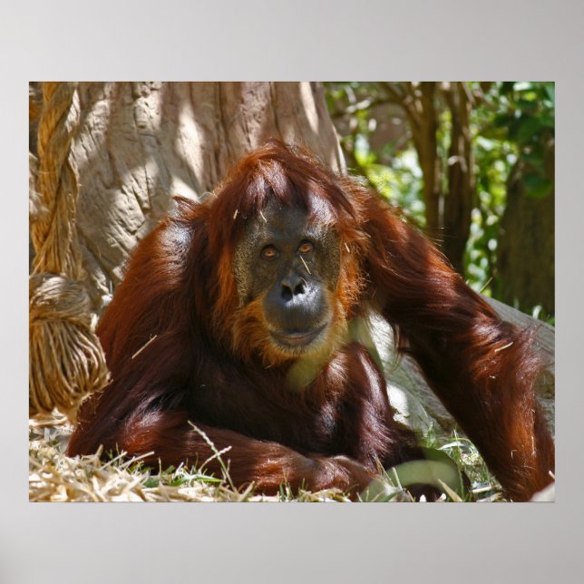 Póster "Alma Velha" (Frente)