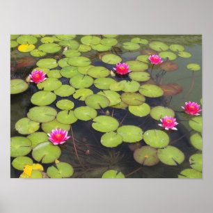Póster Almofadas de lírio e flores de Lotus