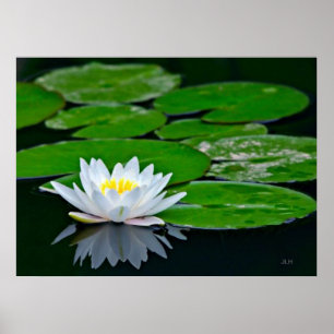 Póster Almofadas e Lotus de lírio