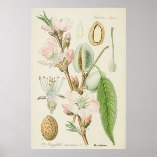 Póster Almond Tree, Amygdalus communis,