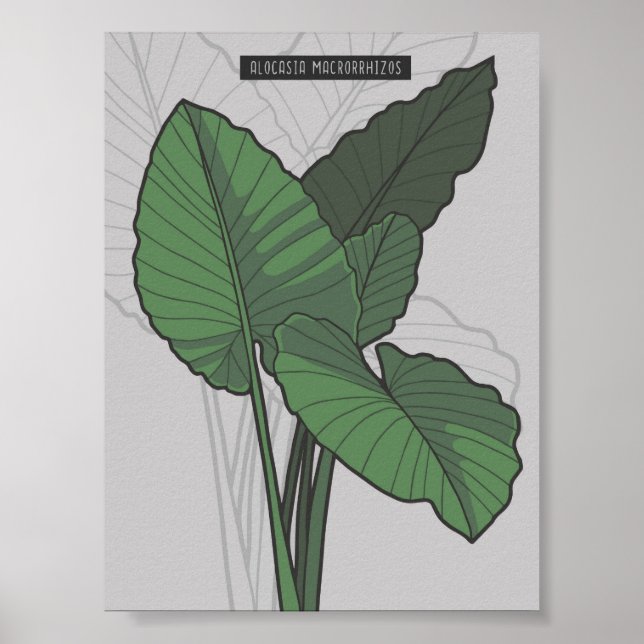 Poster Alocasia Macrorrhizos Giant Taro (Frente)