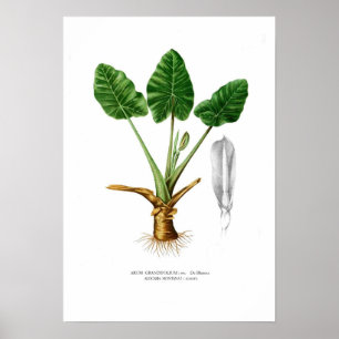 Poster Alocasia montana