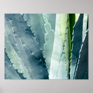 Póster Aloe