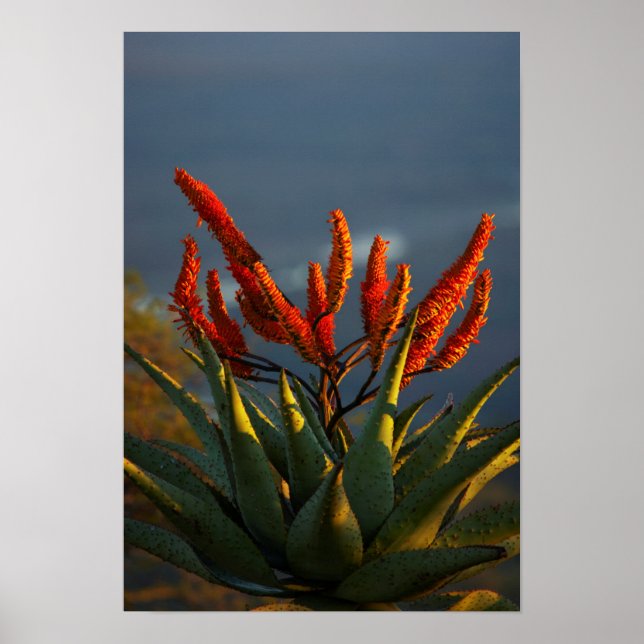Poster Aloe da Montanha (Aloe Marlothii Berger) (Frente)